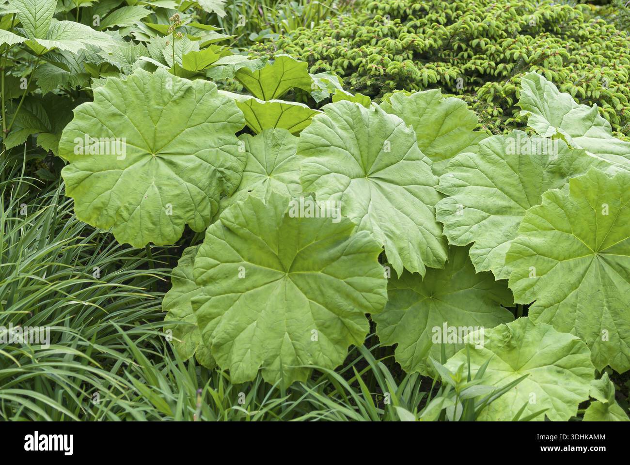 Tafelblatt (Astilboides tabularis), Familie Merkel, Deutschland Stockfoto