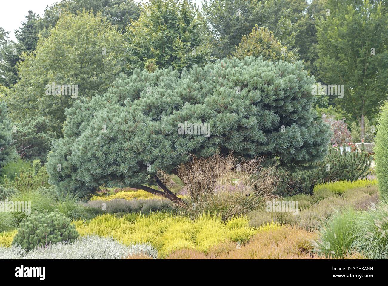 Kiefer (Pinus sylvestris „Watereri“), Besenheidekraut (Calluna vulgaris), Aussichtgarten, Fachhochschule W, Deutschland Stockfoto