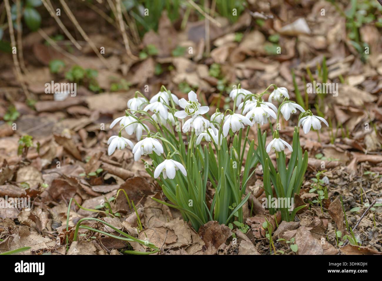 Zweiblühende Schneeglöckchen (Galanthus nivalis 'Flore pleno'), Familie Merkel, Deutschland Stockfoto