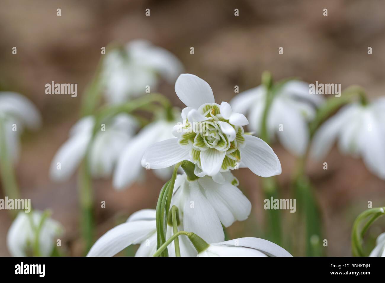 Zweiblühende Schneeglöckchen (Galanthus nivalis 'Flore pleno'), Familie Merkel, Deutschland Stockfoto