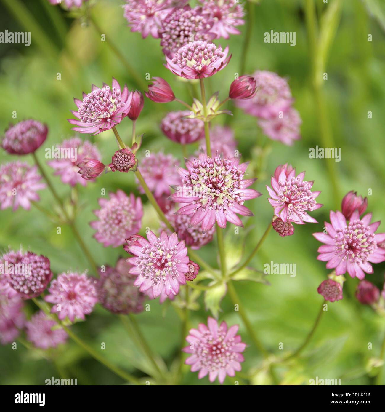 Astrantia Major (Astrantia Major 'Rubra'), Familie Merkel, Niederlande Stockfoto