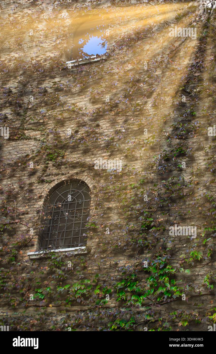 Rote Ziegelwand mit Efeu bedeckt mit Sonnenstrahlen, die durch die Blätter hindurch scheinen, natürliche Textur Hintergrund für Natur, Garten und Architektur Themen. Stockfoto