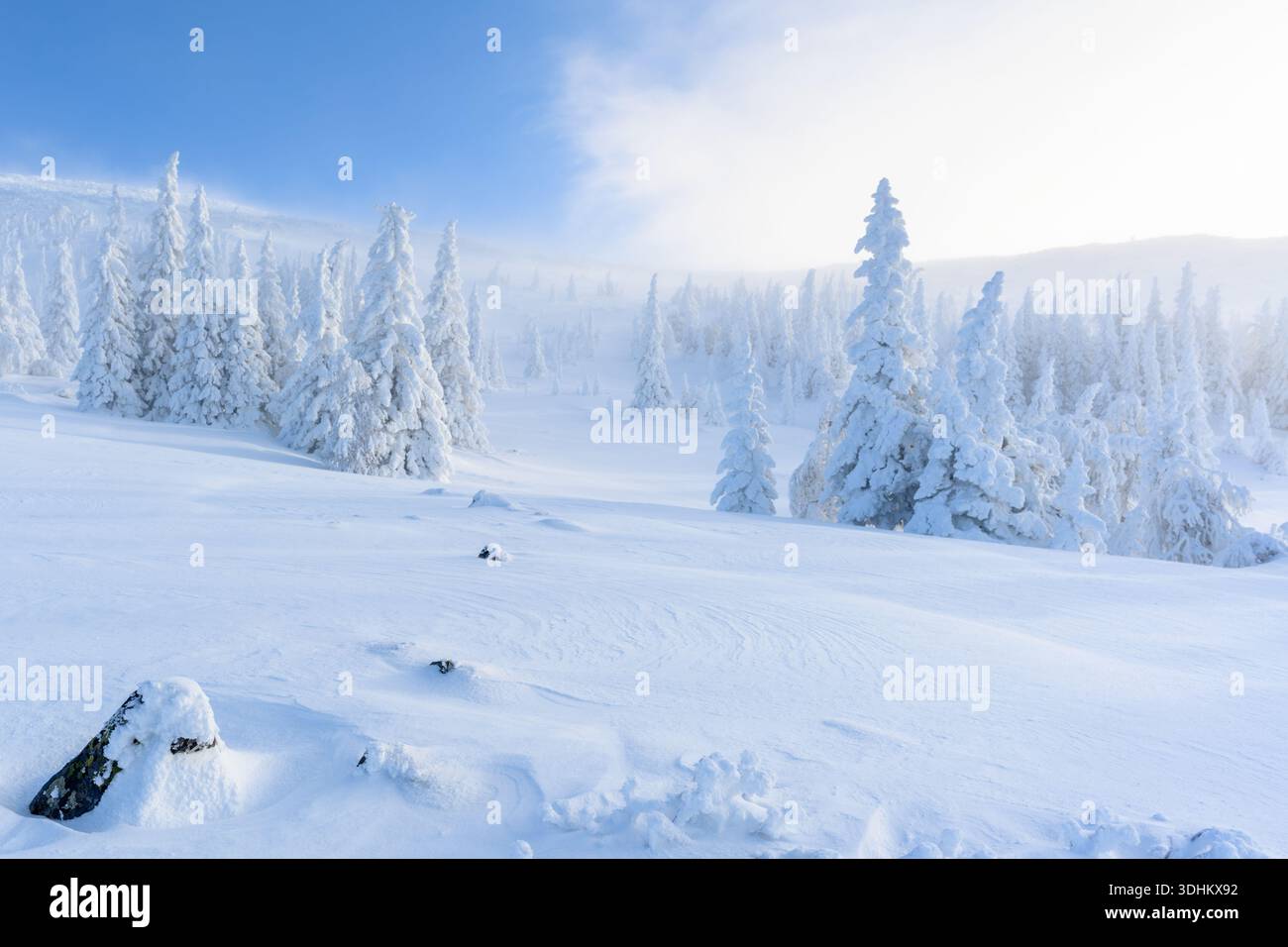 Ein Panoramablick auf die mit Schneebäumen bewachsenen Schneewälder. Zauberhafter Winterwald. Natur Winterlandschaft. Stockfoto