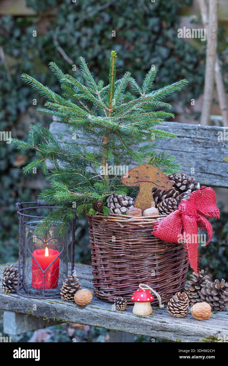 Fichtenbaum, Kegel und Rostfliege in einem Korb und eine Laterne im Wintergarten Stockfoto