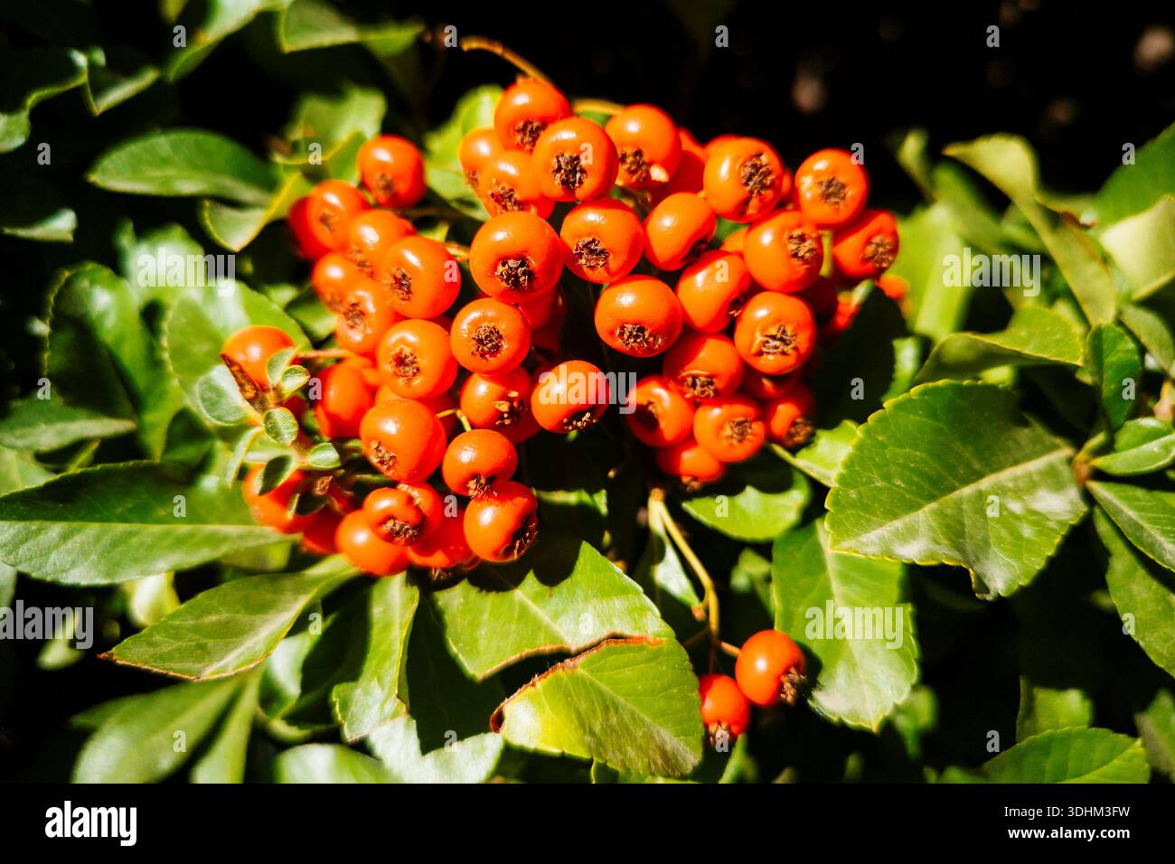 Pyracantha ist eine Gattung großer, stacheliger immergrüner Sträucher aus der Familie der Rosaceae, mit den gebräuchlichen Namen firethorn oder pyracantha. Spanien, Europa Stockfoto