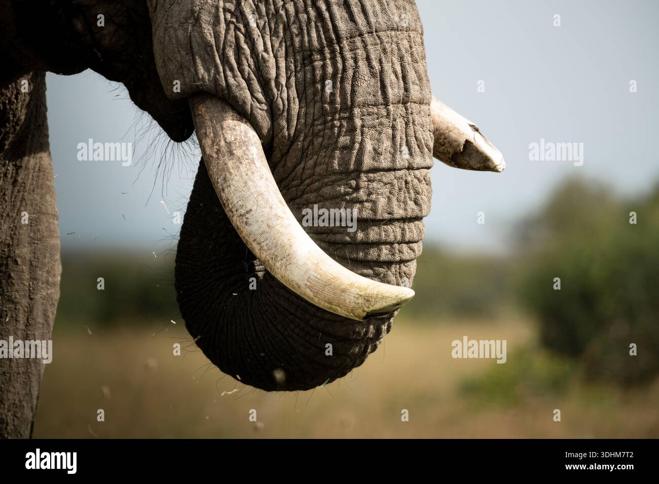 Elefant Tusk und Trunk Nahaufnahme Stockfoto