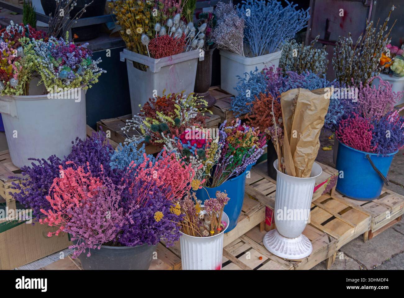 Kollektion von lebendigen Farben getrocknete Blumen Pflanzen Winterdekoration Stockfoto