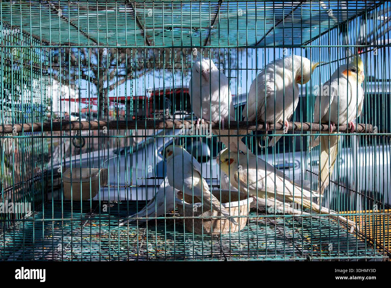 Lutino Kakatiel Vögel in einem Käfig zum Verkauf bei einem Swap Meet in Alton, Texas, USA. NUR FÜR REDAKTIONELLE ZWECKE. Stockfoto
