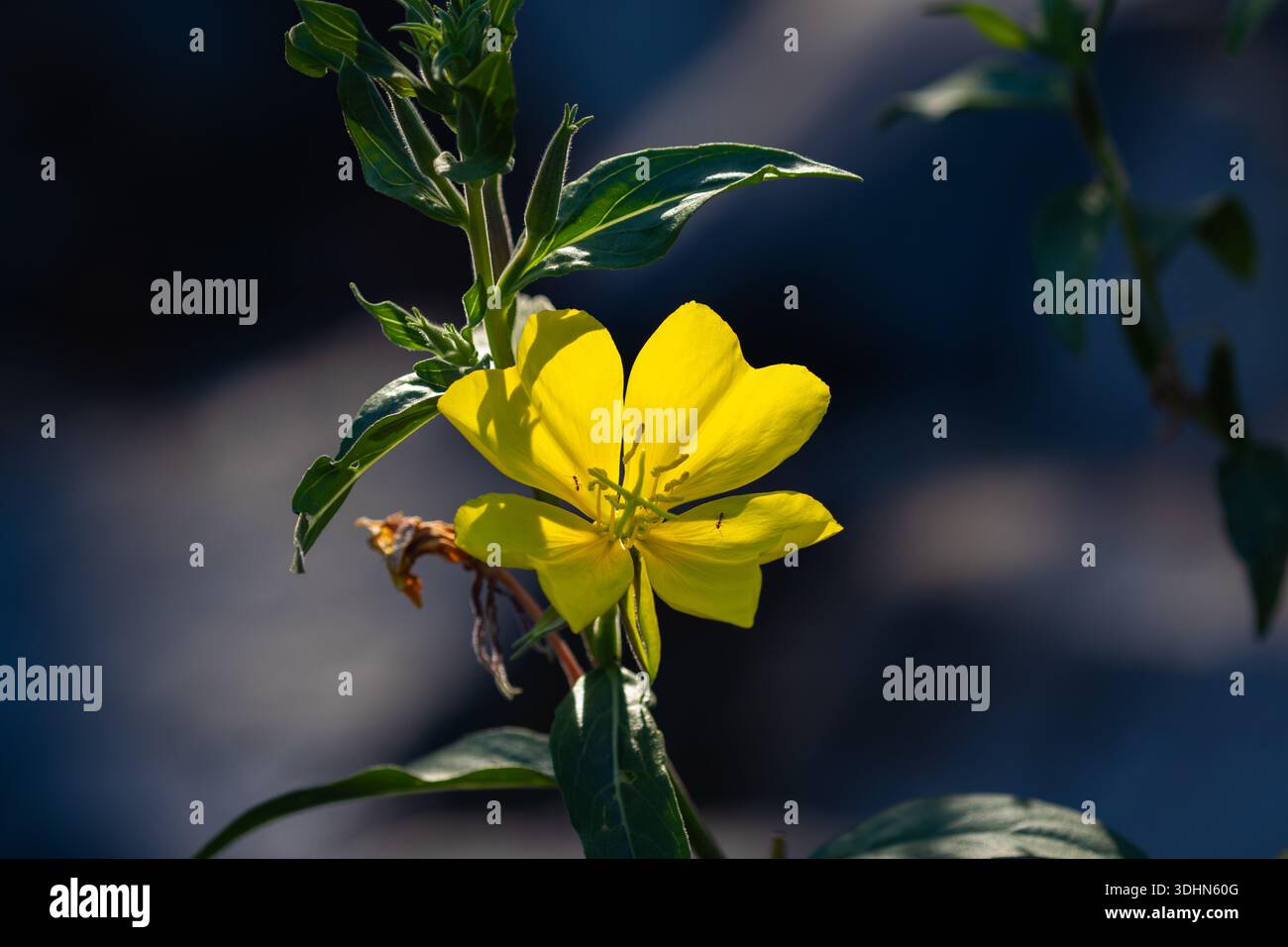 Oenothera elata ssp hirsutissima, abendliche Kerzengelbblume in der Nachmittagssonne. Stockfoto