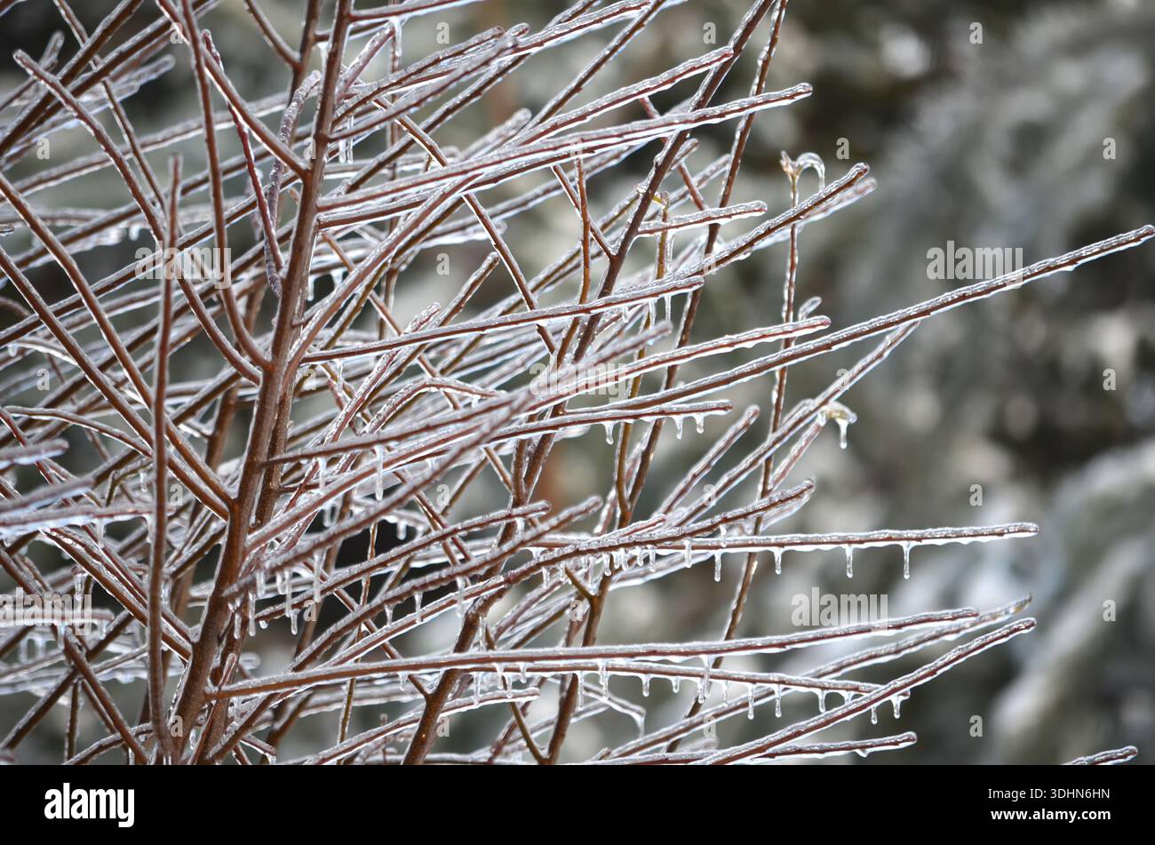 Eisige Baumzweige nach einem Eissturm in der Mitte des Winters. Ungewöhnliches Wetter. Stockfoto