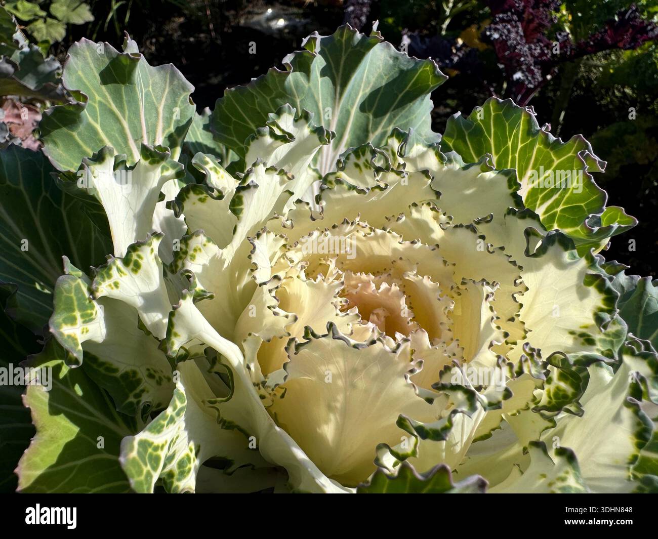 Weißkohl-Zierpflanze im Garten Stockfoto