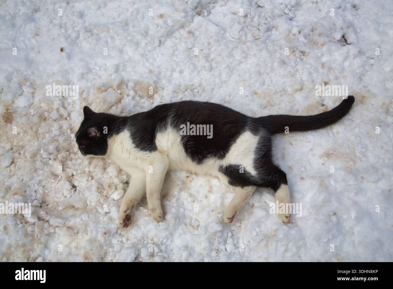 Eine verspielte Katze, die sich auf weichem, weißem Schnee in Montafon, einer atemberaubenden österreichischen Alpenregion, entspannt. Stockfoto