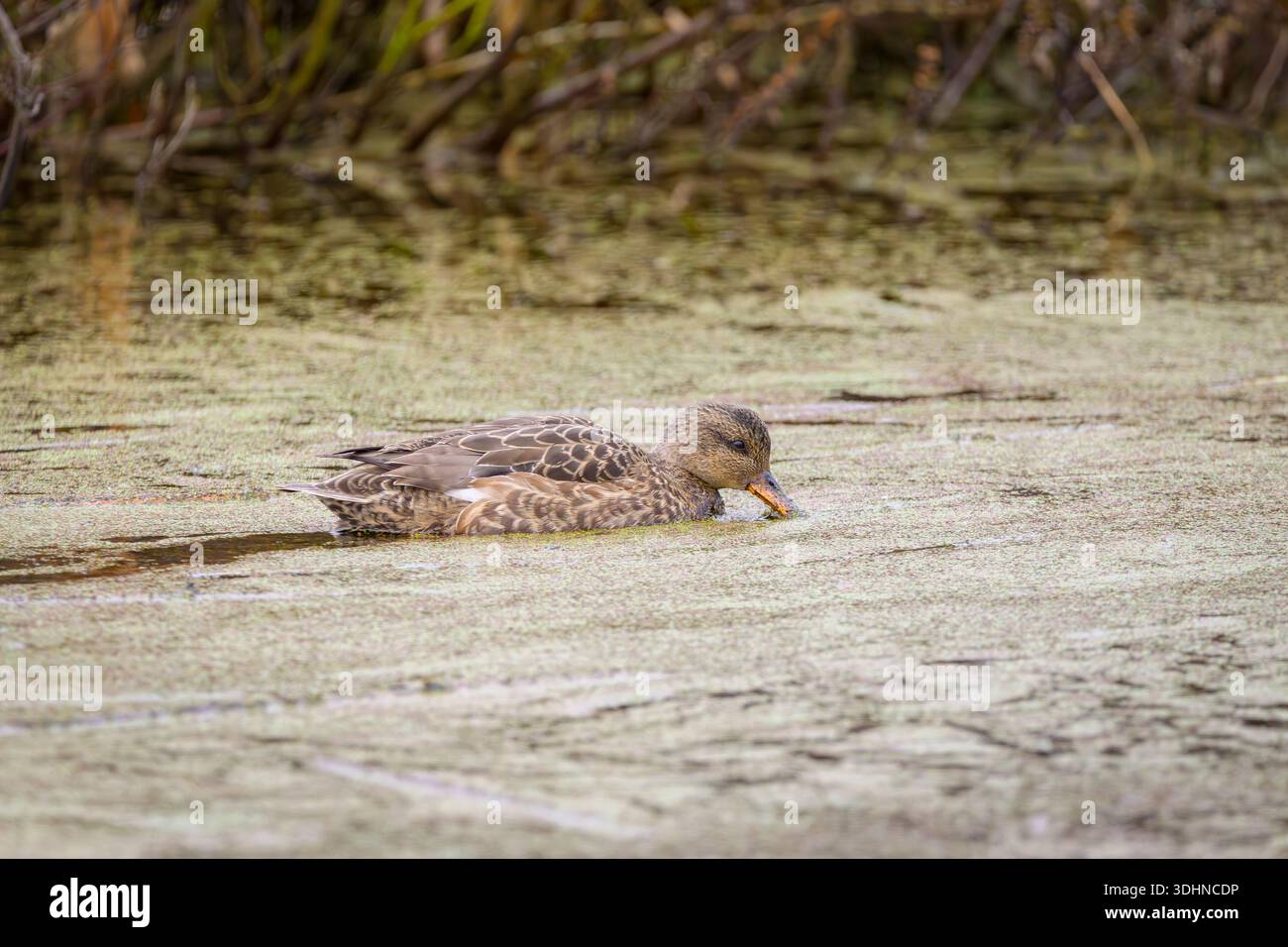 Female Gadwall, Mareca strepera, West Dyke Trail, Terra Nova Rural Park, Richmond, British Columbia, Kanada Stockfoto
