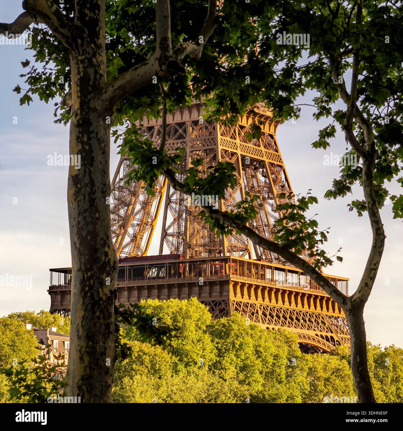 Der Eiffelturm erhebt sich in Paris, Frankreich, durch grüne Bäume, die in warmes Licht der goldenen Stunde getaucht sind. Natürlich von Laub eingerahmt. Stockfoto