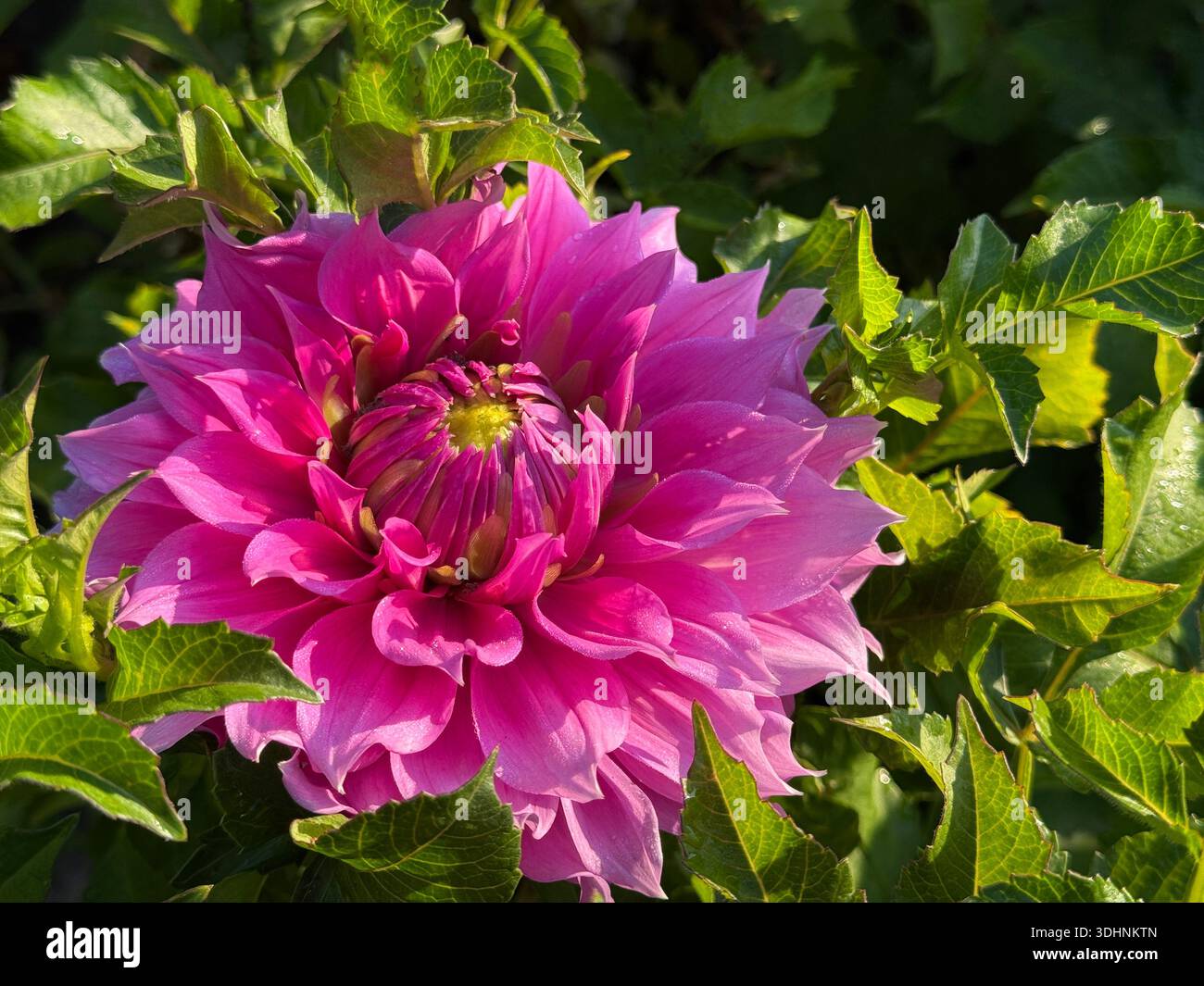 Dahlia schöne rosa Blume im Garten Stockfoto