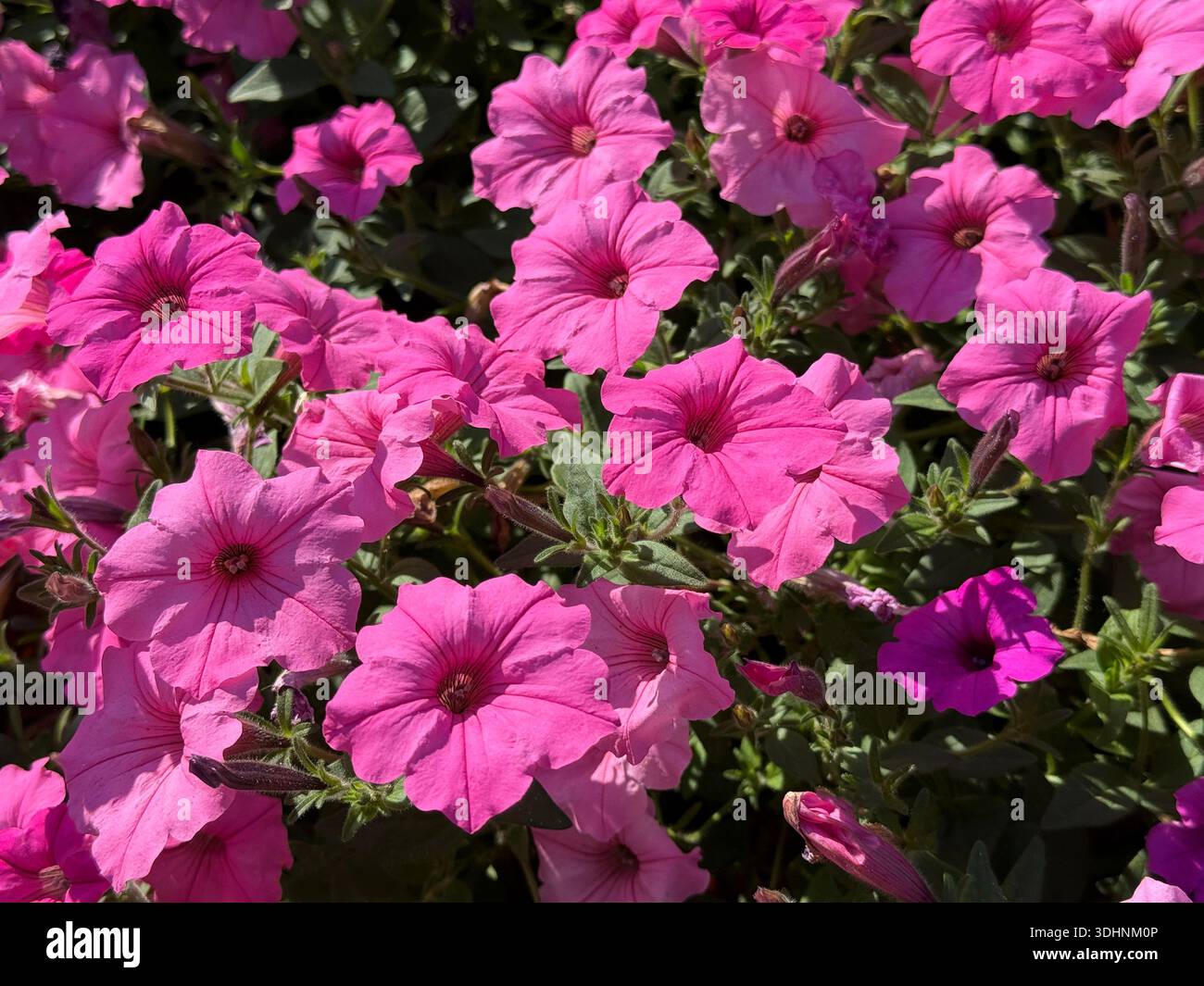 Petunia leuchtend rosa Blüten Stockfoto