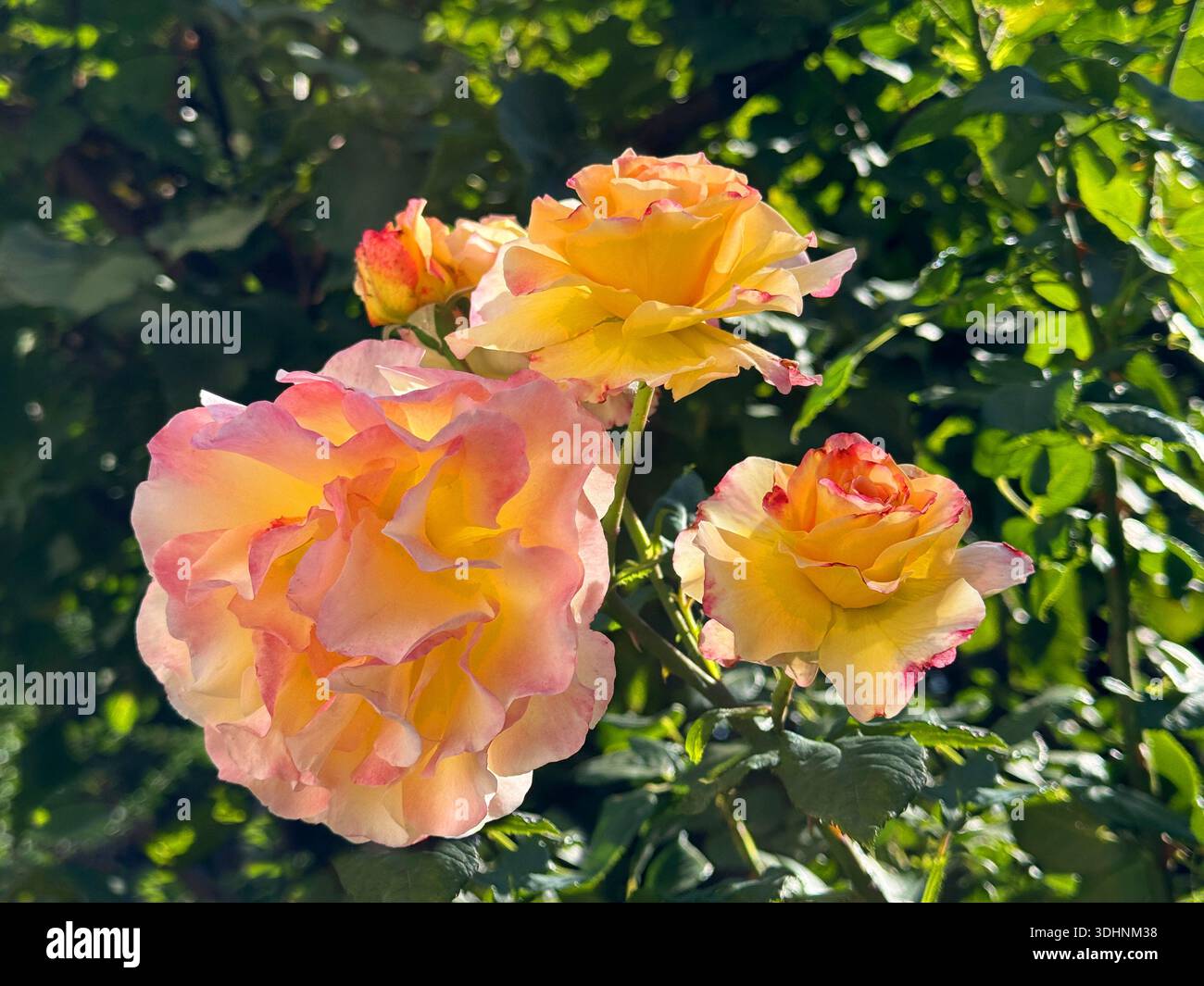 Gartenrosen gelb rosa Blüten Stockfoto