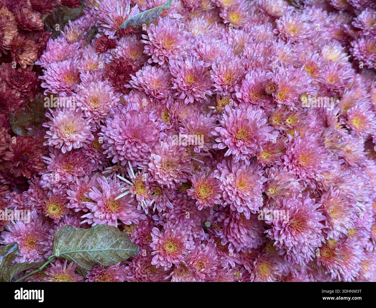 Rosa Chysantheme blüht herbstliche Pflanze Stockfoto