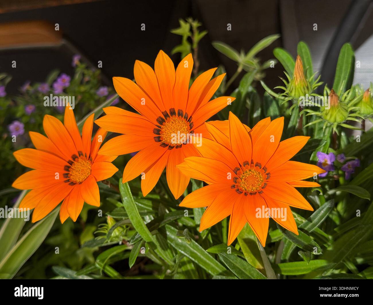 Gazania rigens Treasure Flower African Daisy Orange Blumen Stockfoto