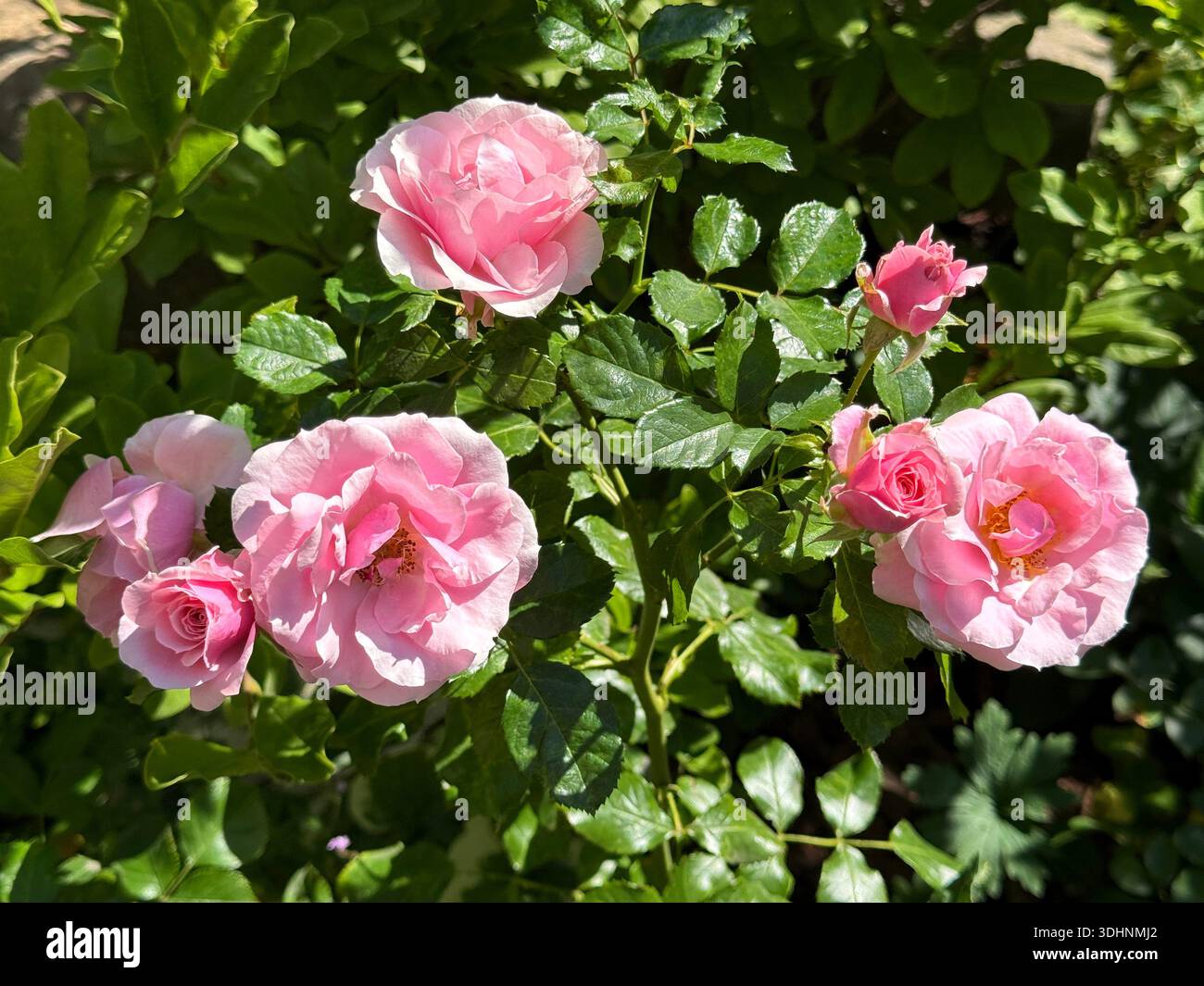 Hübsche rosa Rosen und Rosenknospen im Garten Stockfoto
