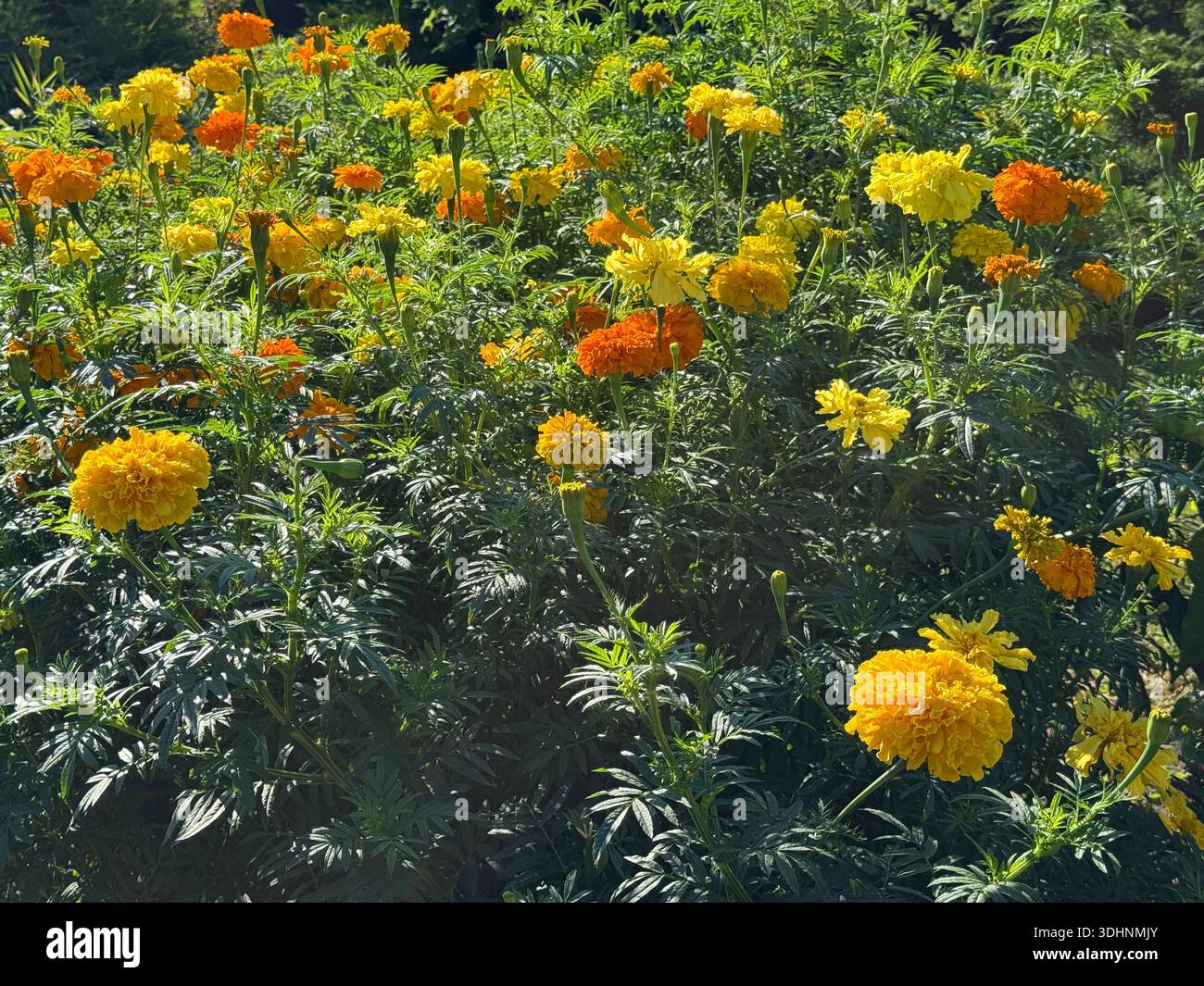 Gelbe orange Blüten Tagetes erecta afrikanische Ringelblume mexikanische oder aztekische Ringelblume Stockfoto