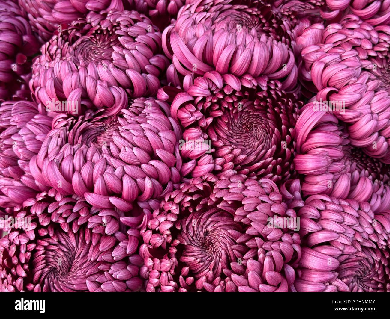 Chrysantheme schöne lila Blumen Blumenstrauß Chrysant Sgl. Bigoudi Lila Stockfoto
