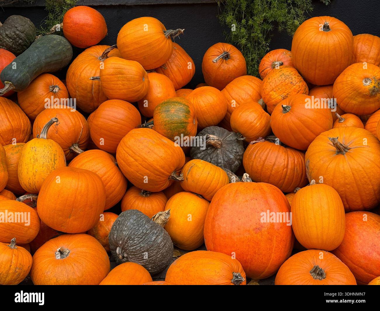 Kürbisgemüse ernten Stockfoto