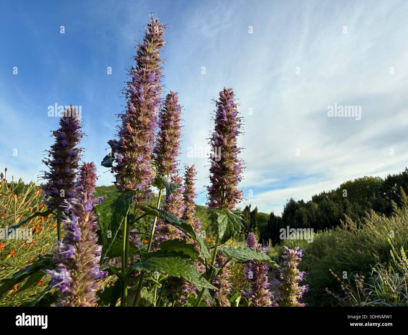 Die Staudenpflanze Agastache foeniculum Anis Ysop in der Minzfamilie Stockfoto