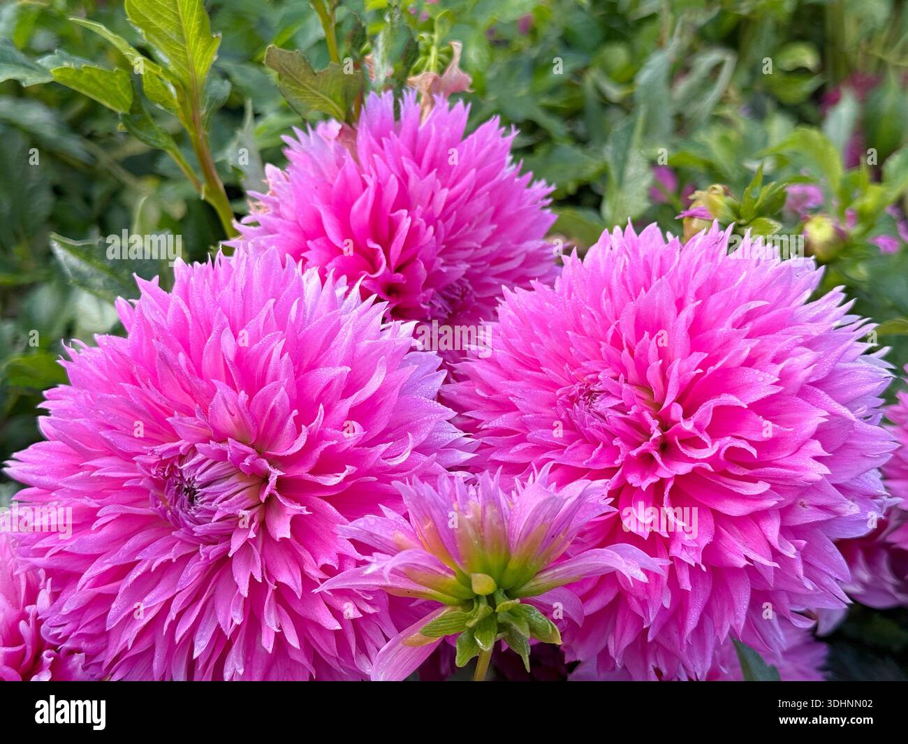 Rosafarbene Dahlienblumen im Garten Stockfoto