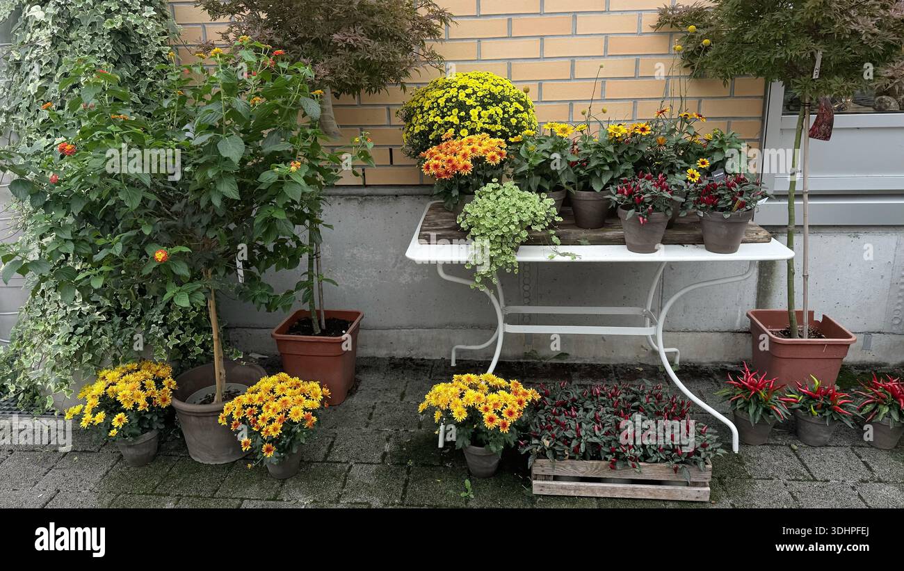 Bunte Topfpflanzen und Blumen in der Nähe von Ziegelwänden gemütliche Gartenecke Blumendekor im Freien für Zuhause und städtische Umgebung. Hochwertige Fotos Stockfoto