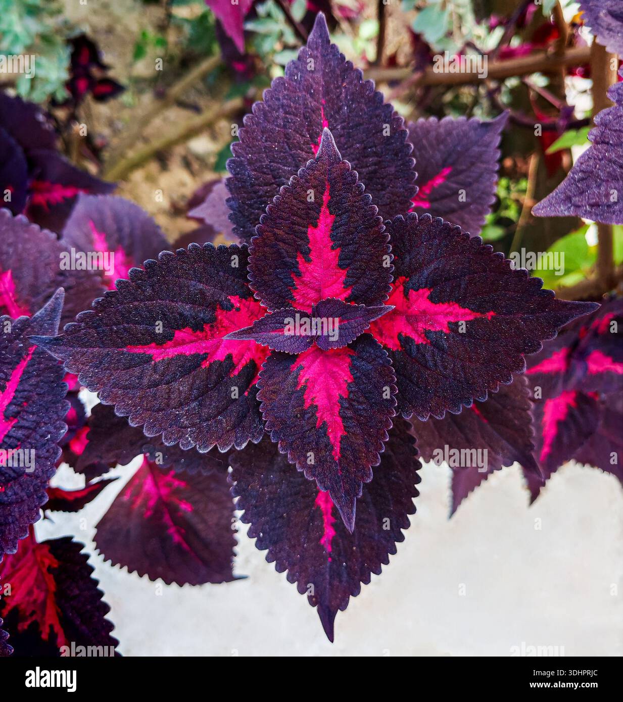 Coleus Zierpflanze allgemein bekannt als (Coleus scutellarioides) Stockfoto