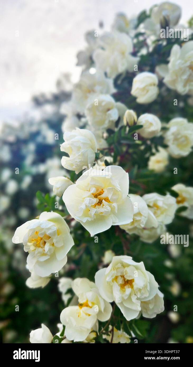 Schöne weiße Blumen blühender Hagebuttenstrauch in einem Garten Stockfoto