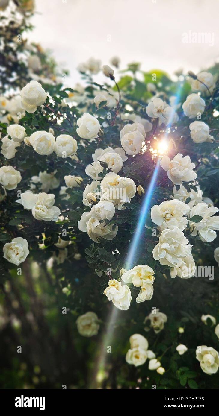 Blühender weißer Hagebuttenstrauch im Garten mit Sonnenstrahlen Stockfoto