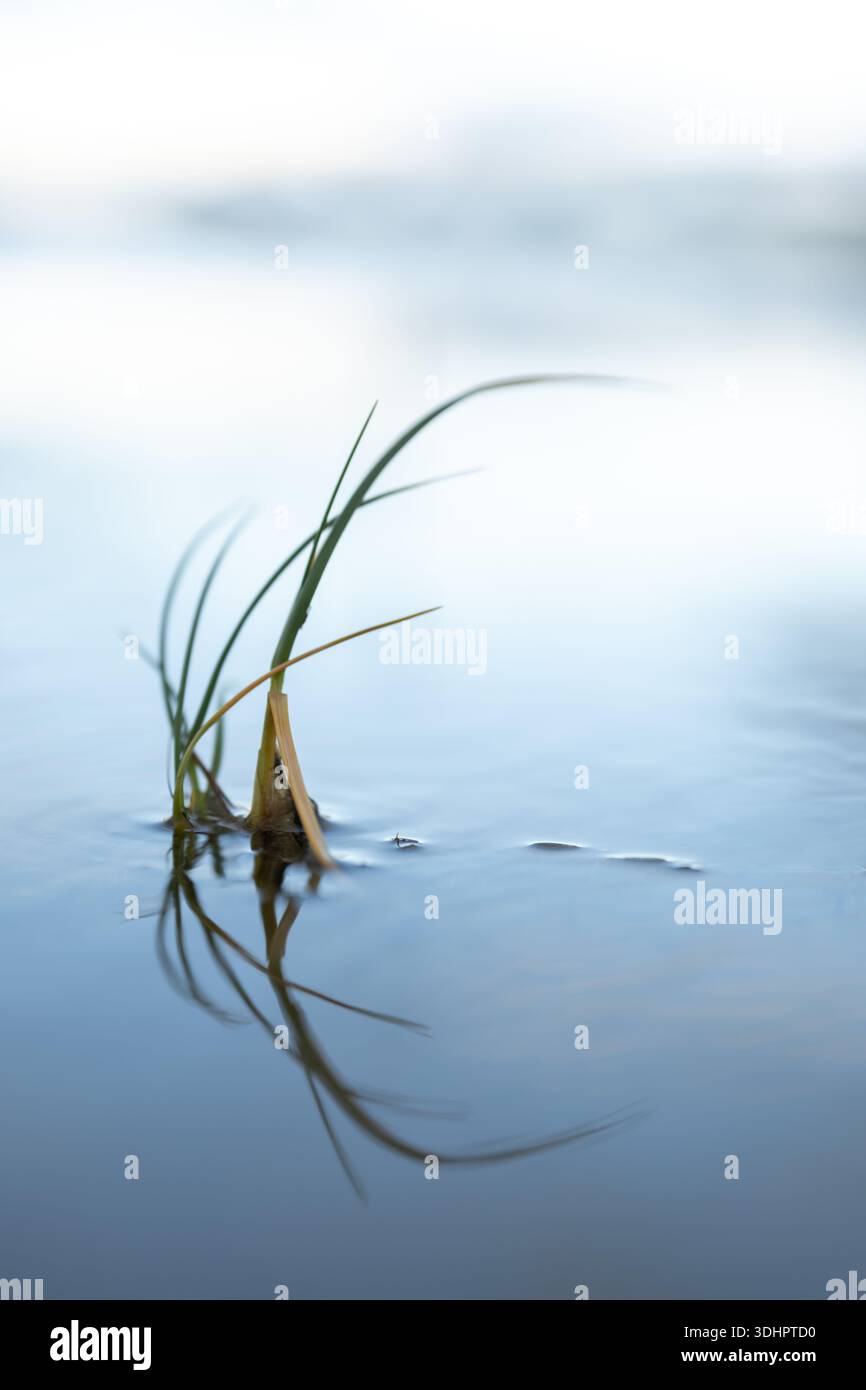 Ein kleiner Büschel Sandgras erhebt sich aus dem flachen Wasser, seine schlanken Klingen krümmen und spiegeln sich auf einer glasklaren Oberfläche. Stockfoto