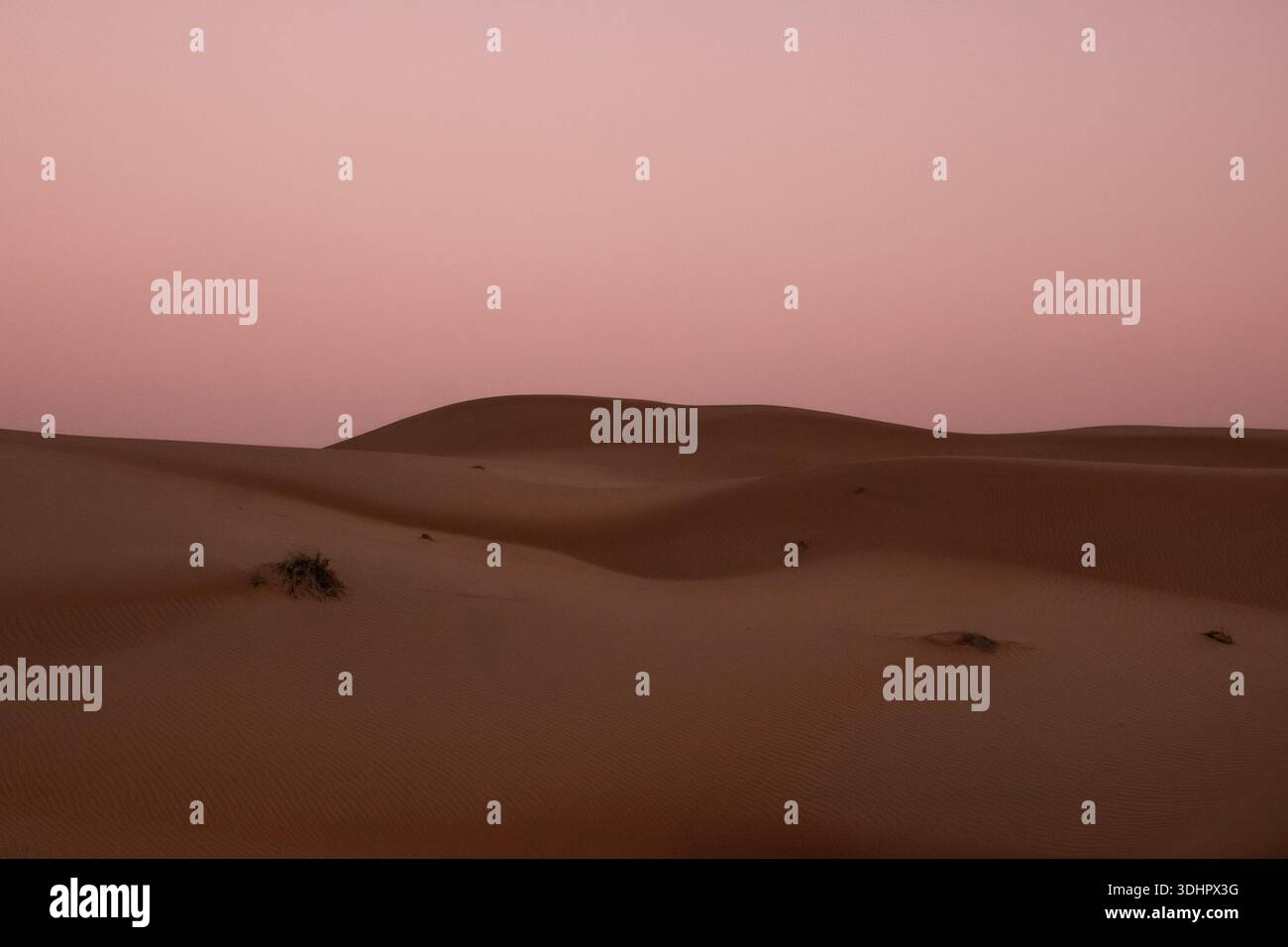 Blick auf hügelige Sanddünen unter einem sanften rosa Himmel, die eine ruhige und friedliche Wüstenlandschaft schaffen, Bidiyah, Ash Sharqiyah North Governorate, Oman. Stockfoto