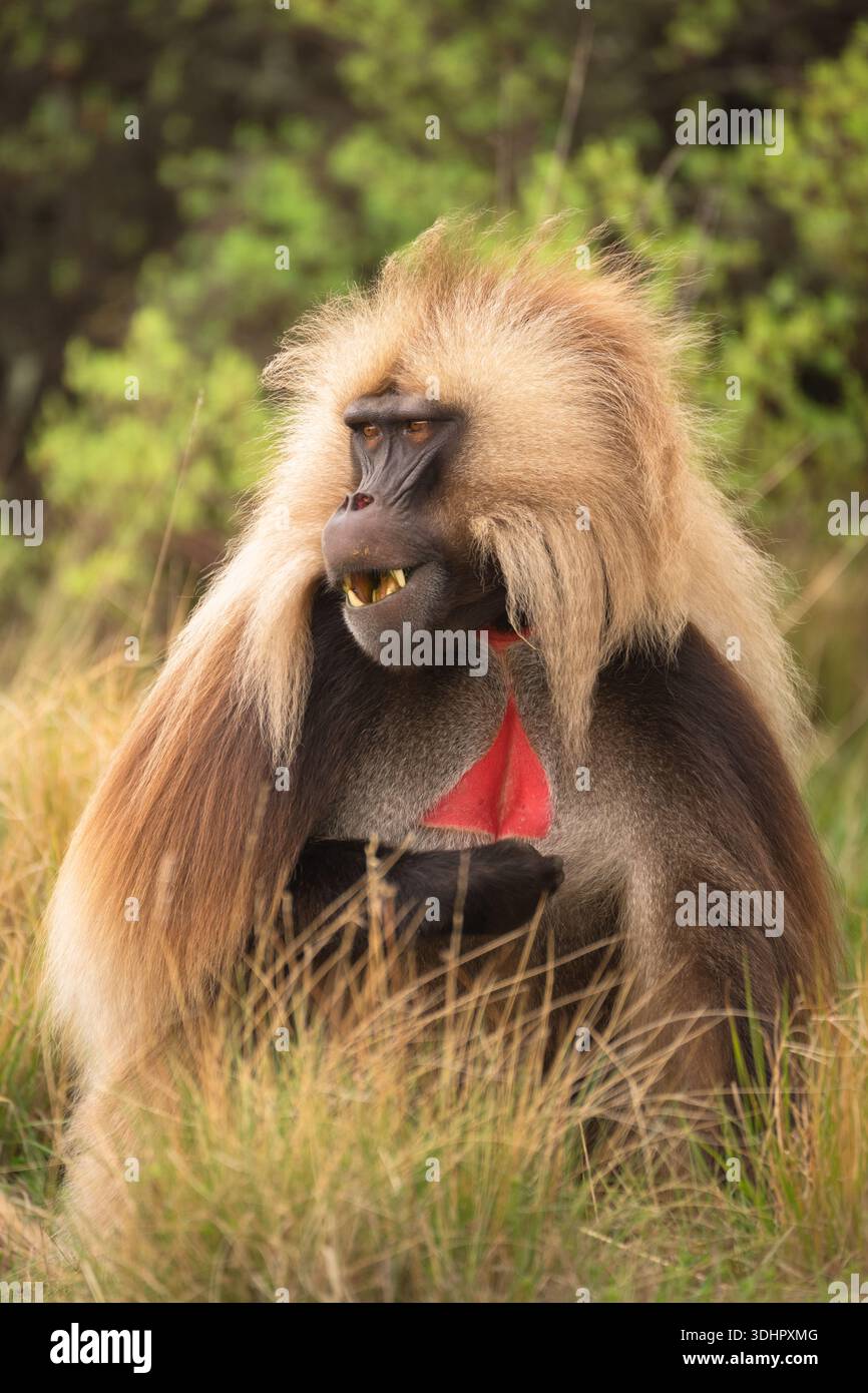 Der Blick auf einen Gelada-Affen mit einer auffälligen goldenen Mähne liegt inmitten der hohen Gräser, die ein rotes Objekt halten, dessen dunkles Gesicht sich vom grünen surr abhebt Stockfoto