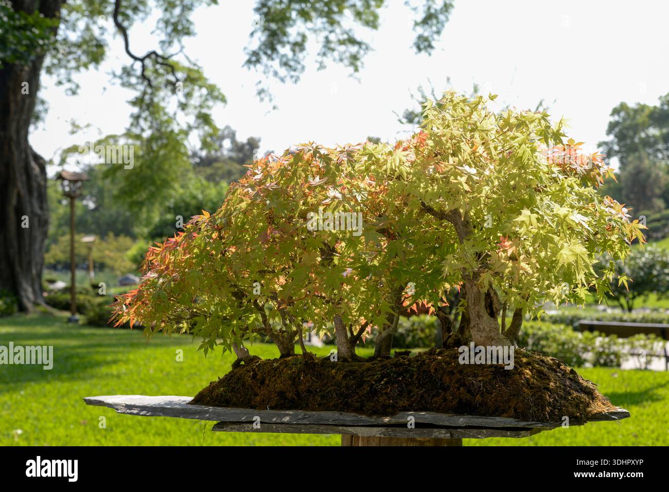 Wunderschöner japanischer Bonsai im Garten Stockfoto