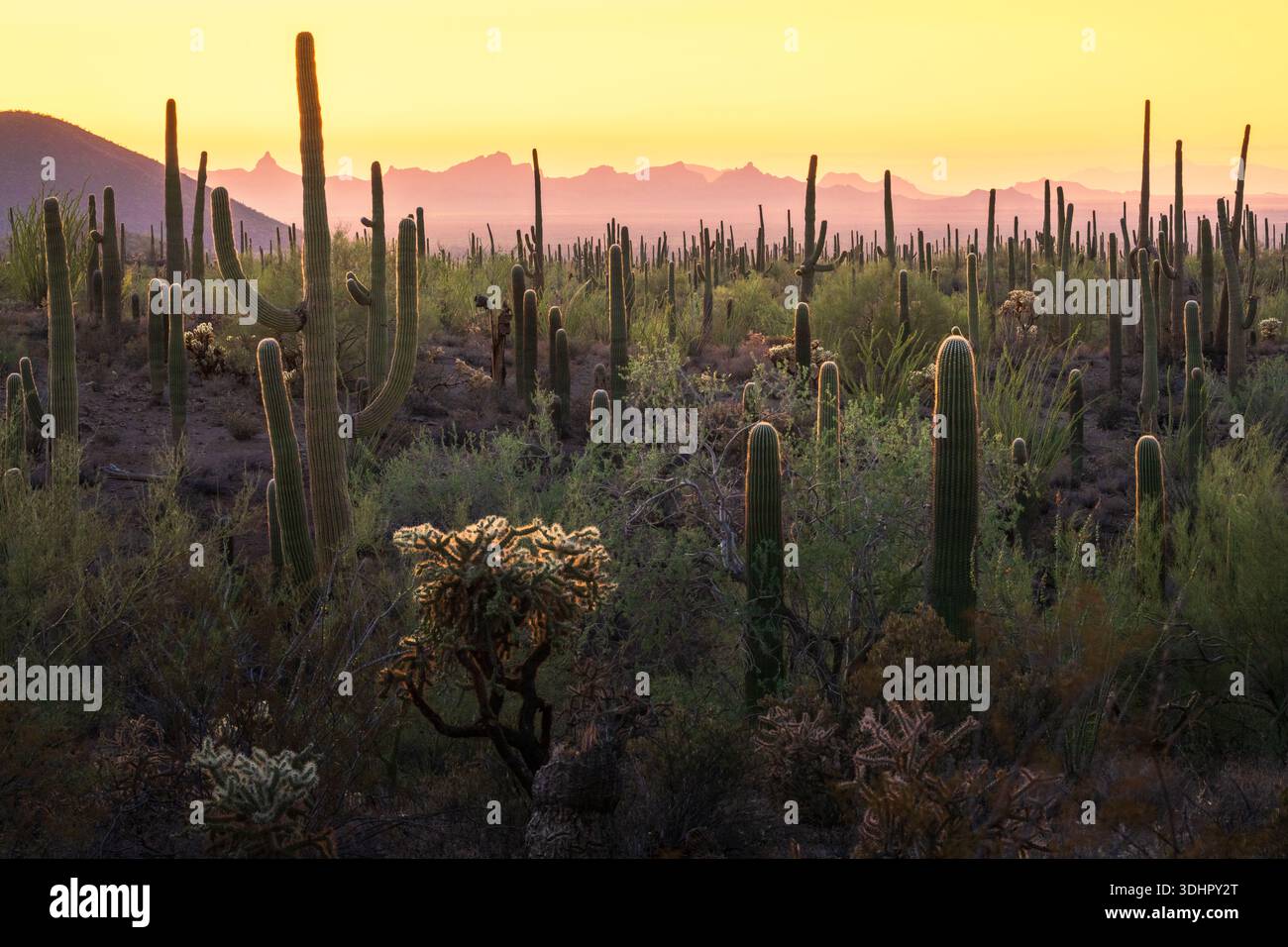 Der Blick auf den goldenen Sonnenuntergang taucht in die zerklüftete Wüstenlandschaft mit majestätischen Saguaros und stacheligen cholla, die die Berge in Orange- und Farbtönen malen Stockfoto