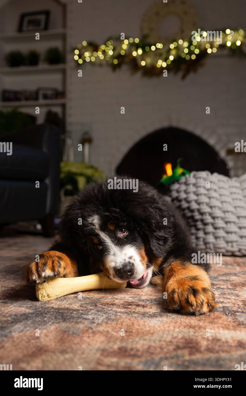 Hündchen kaut Knochen in einem gemütlichen Innenraum Stockfoto
