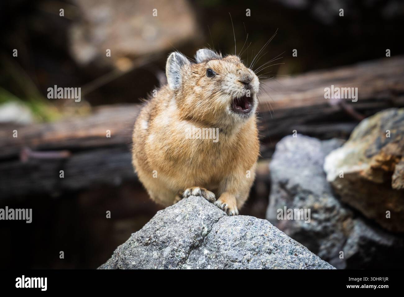 Pika quietscht aus einem Rocky Talus Slope in den Colorado Rockies Stockfoto