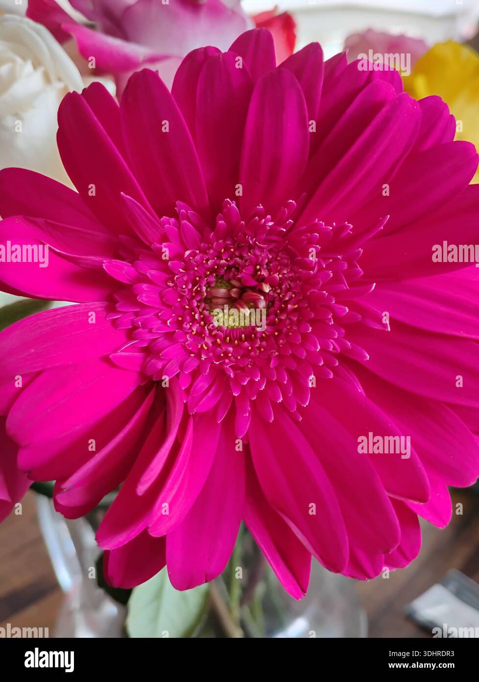 Makroaufnahme eines brillanten magenta-rosa Gerbera-Daisykopfs (Gerbera jamesonii) innerhalb einer farbenfrohen Blumenstrauß-Anordnung Stockfoto