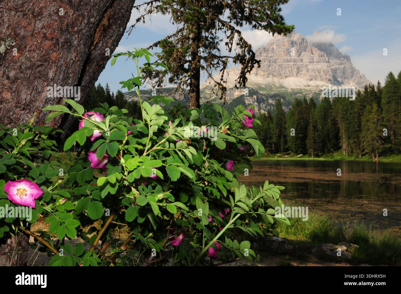 Rosen am Ufer des Lago Antorno mit der Dreizunge von Lavaredo im Hintergrund. Dolomiten in Veneto, Italien. Stockfoto