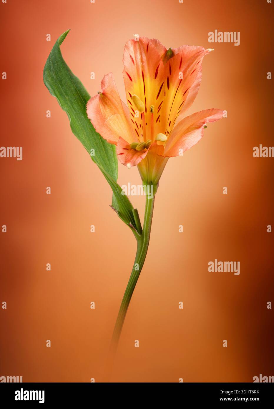 Eine Kunstpräsentation einer orangen Alstroemeria-Blume, fotografiert vor einem komplementären Hintergrund Stockfoto