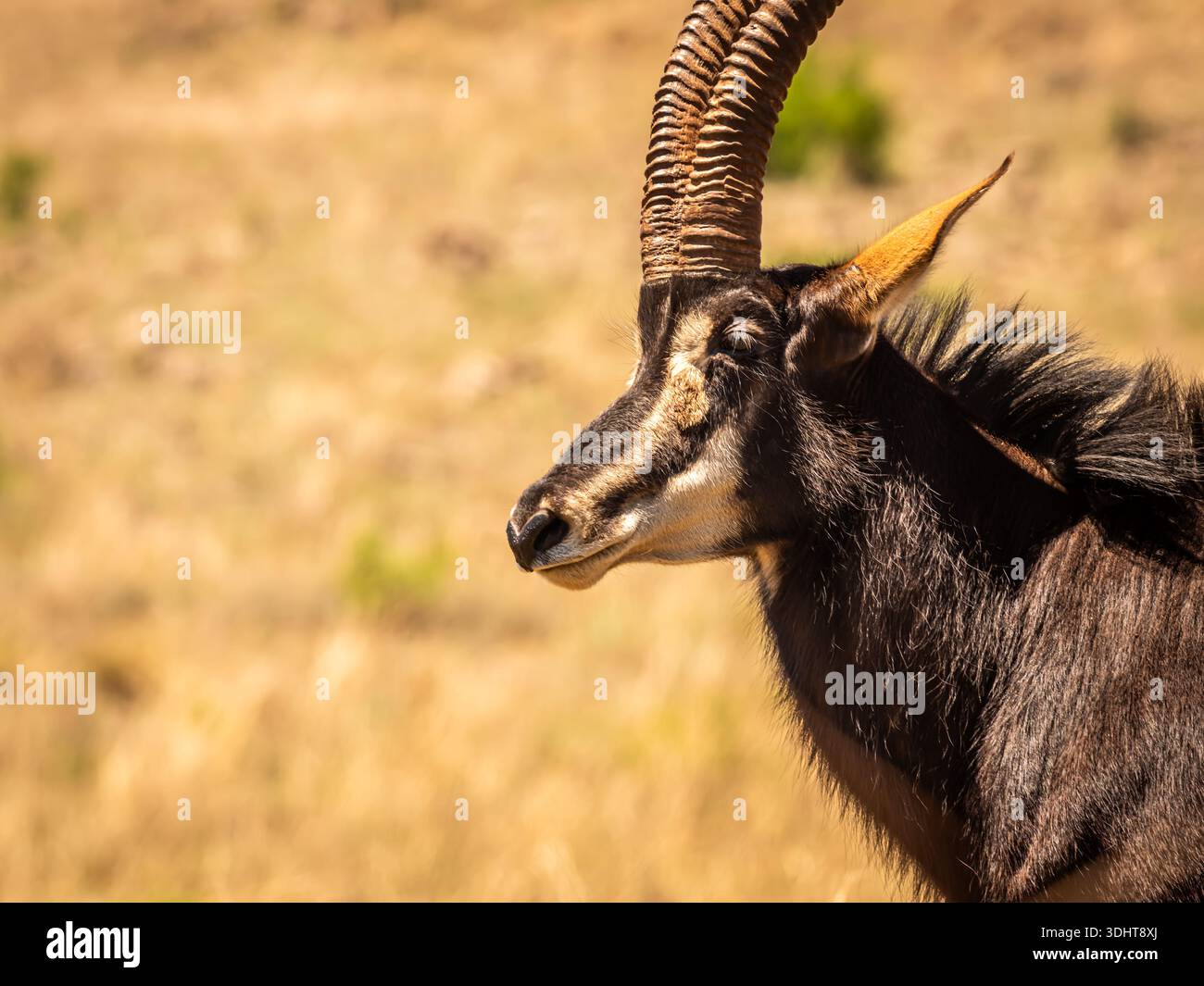 Ich habe eine seltene Sichtung einer der schwer fassbarsten und begehrtesten Antilopen - die Sable Antilope. Dieser hält Abstand zu anderen Tieren. Stockfoto