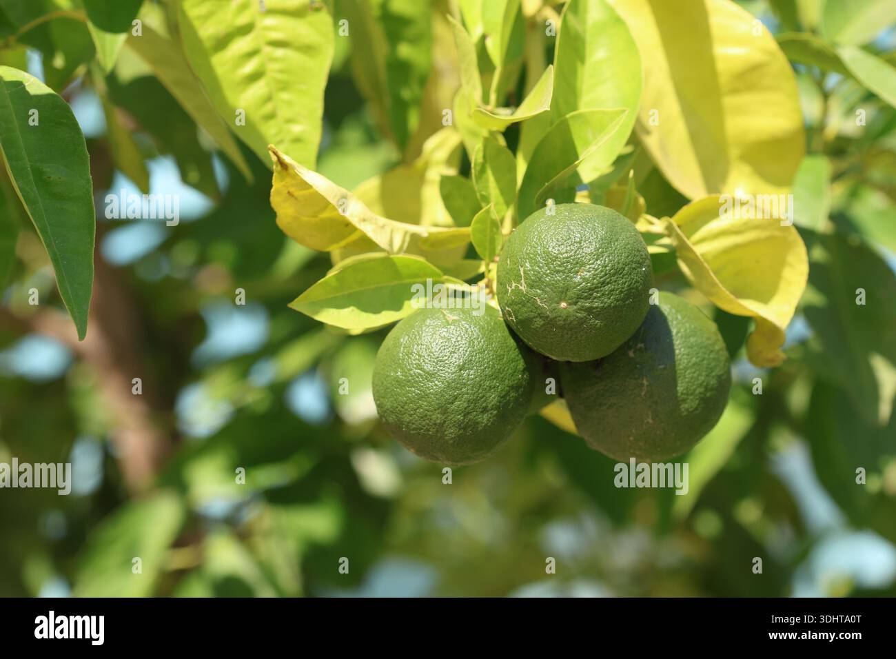 Nahaufnahme von grüner Bitterorange am Baum Stockfoto