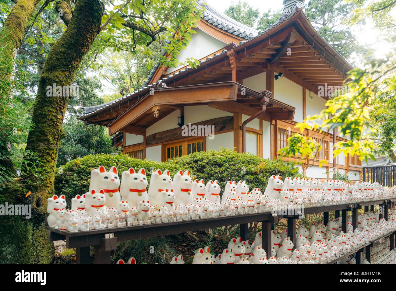 Maneki-Neko-Statuen in einem japanischen Tempel in Tokio, Japan, bieten Glück Stockfoto