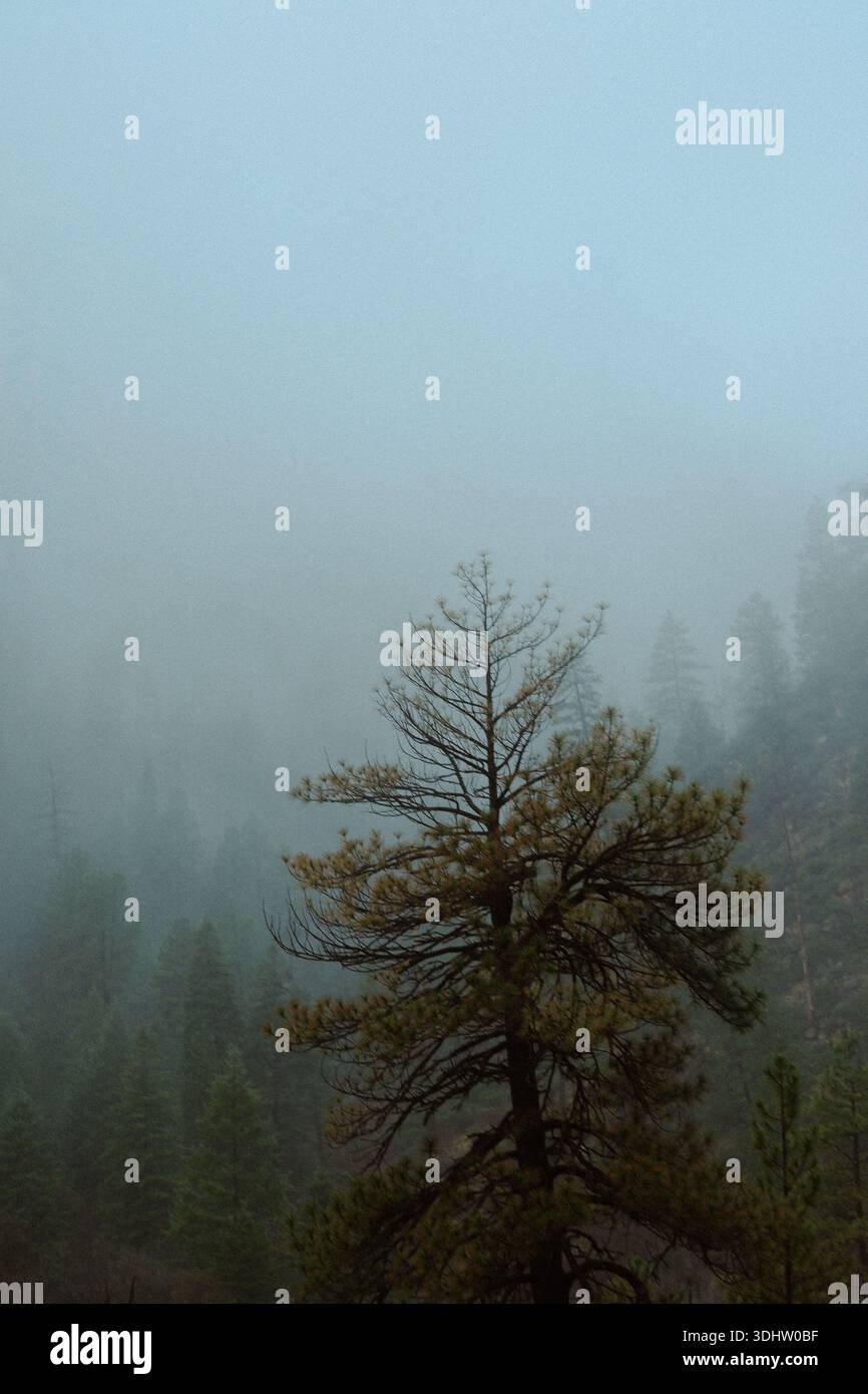 Baum im Fokus auf der Bergstraße. Stockfoto