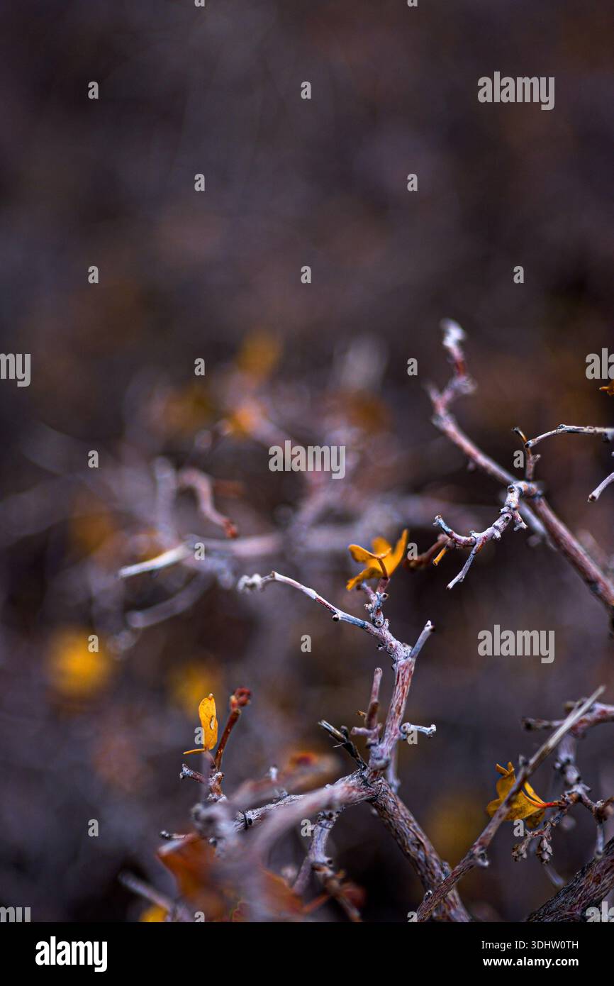 Kleiner Teil eines Baumes. Stillleben in der Natur. Stockfoto