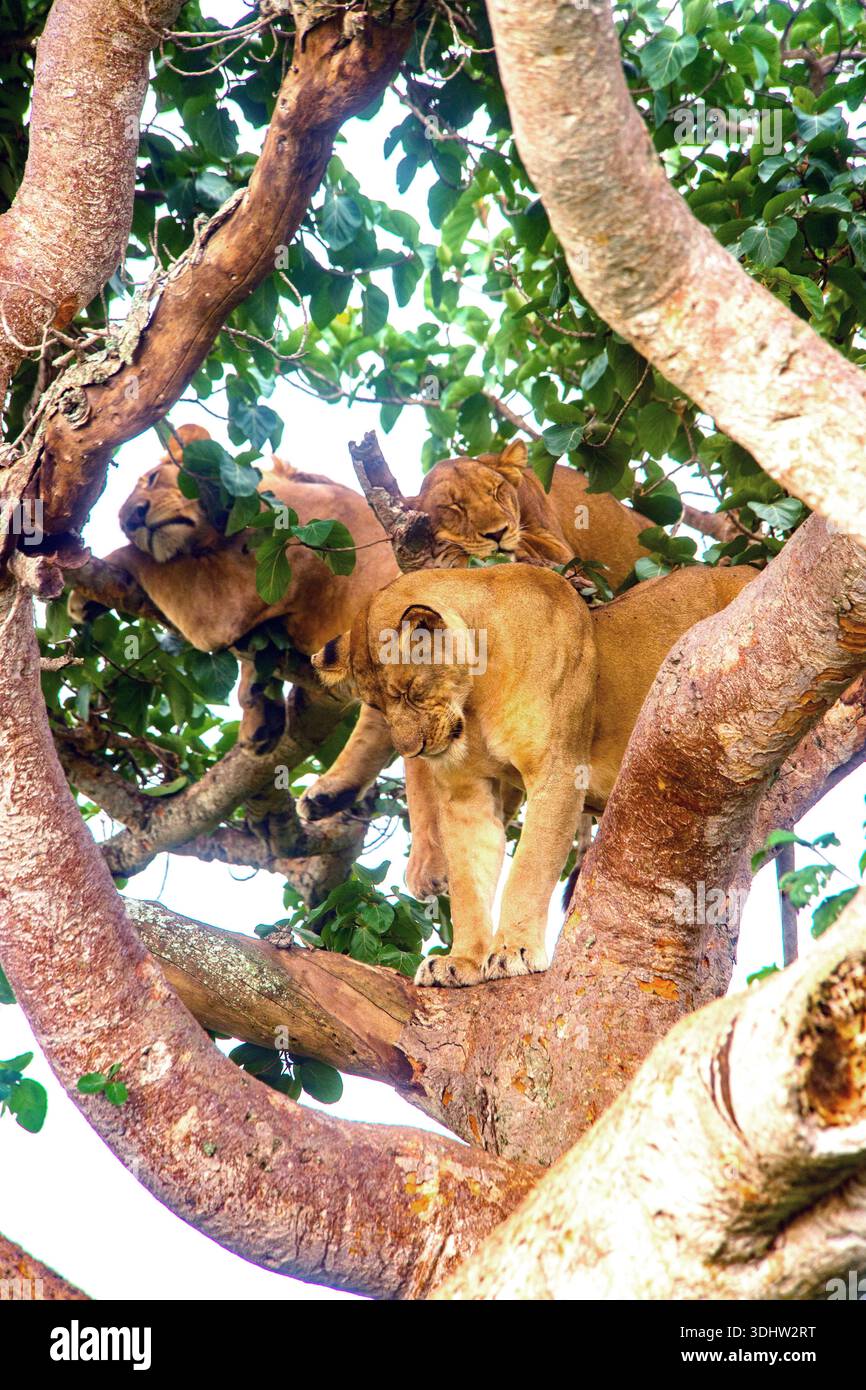 Löwen, die auf Bäumen klettern, ruhen in einem Feigenbaum im Queen Elizabeth National Park in Uganda aus, ein seltenes und ikonisches Verhalten, das in dieser Region einzigartig ist. Stockfoto