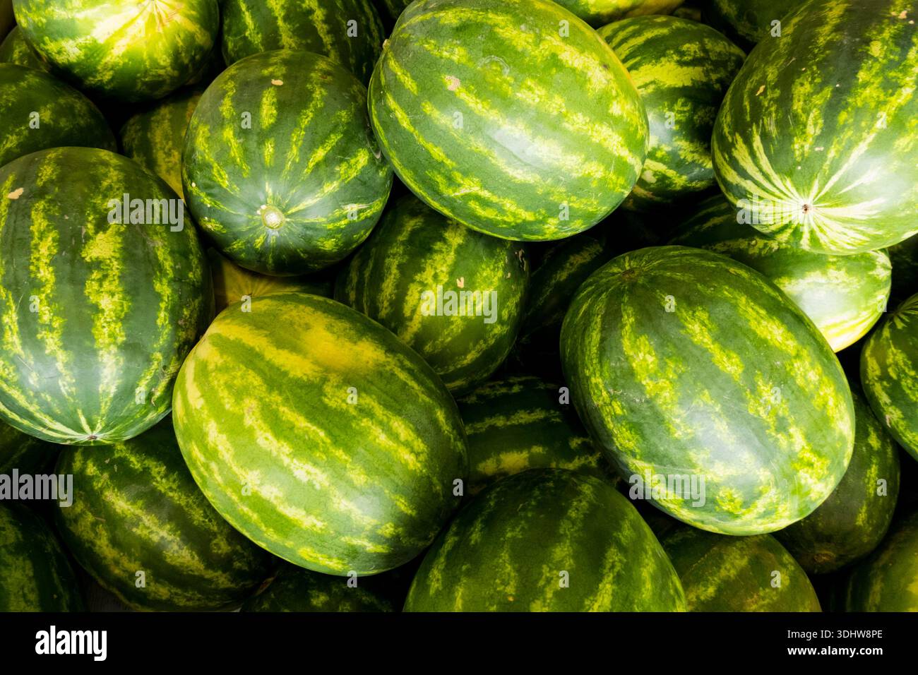 Eine Kiste grüner und gelber Wassermelonen, Citrullus lanatus. Stockfoto